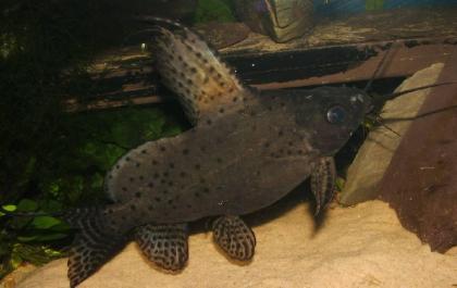 Synodontis eupterus / Schmuckflossen-Fiederbartwels