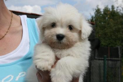 Coton de Tulear