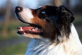 Australian Shepherd Deckrüden aus gesunden alten Linien