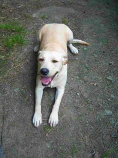 BLONDE LABRADOR JUNGHÜNDIN UMSTANDSH.ABZUGEBEN