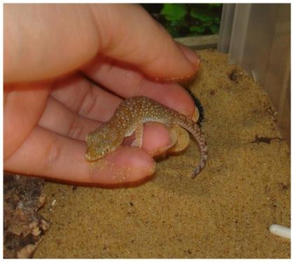 Hallo verkaufe drei stenodactylus petrii 1 mänchen zwei weibchen mit terra und z