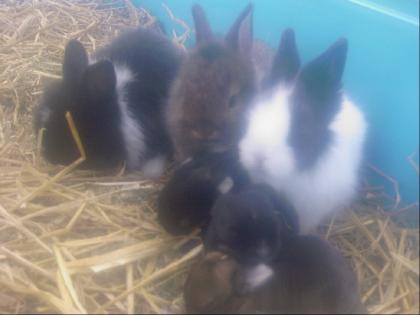 6´kleine Zwergkaninchen zu verkaufen