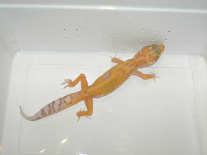 Leopardgeckos  Farbformen