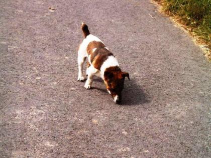 Hohe Belohnung!!!!! Jack Russell Rüde gestohlen