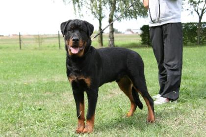 Rottweilerrüde, 7 Monate