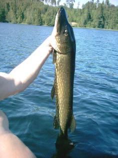 Ferienhaus schweden  für angler und naturliebhaber ski und langläufer