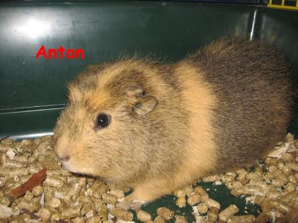 Bock Anton sucht ein neues Zuhause