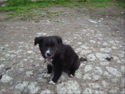 Border Collie-Australien-Shepherd