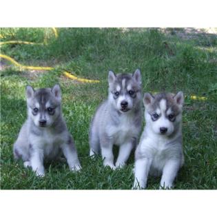 Siberian Husky Welpen zu verkaufen