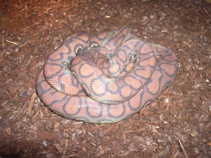 2 Regenbogenboas 0.2