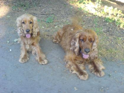 2 Cocker Spaniel suchen ein neues Zuhause