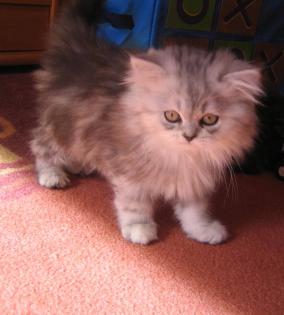 Glatthaariger Selkirk Rex- Katerchen