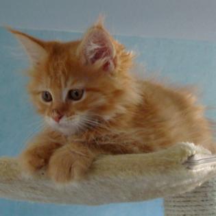 Maine Coon Babys