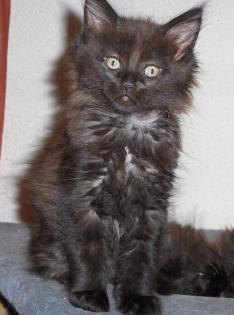 Maine Coon Mädchen (typvoll)