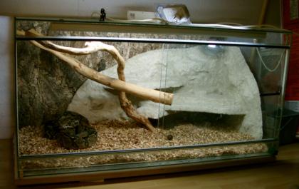 0.1 Boa Constrictor 1,60 m 2 Jährig mit Vollglas-Terrarium