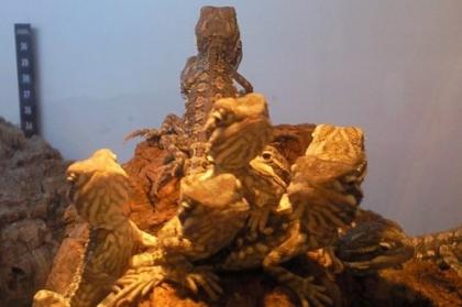 Junge Zwergbartagamen (Pogona henrylawsoni)