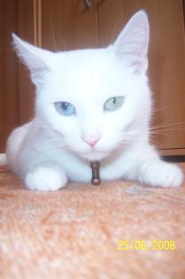 Hilfe....BKH-Dame sucht Siam-Kater für die käufliche Liebe