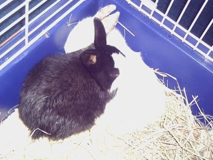 Zwergkaninchen Schwestern 7 Monate alt inkl. Käfig und Zubehör zur verkaufen