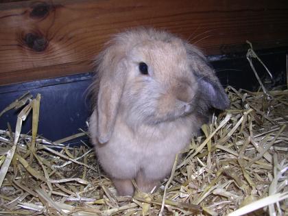 Zwergwidder/Zwergkaninchen Jungtiere&Zuchttiere