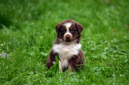 Süße Reinrassige Australian Shepherd Welpen