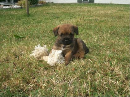 Border Terrier Welpen