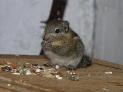 Chinesische Baumhörnchen (Tamiops Swinhoei) in gute Hände abzugeben