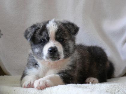 Akita Inu Welpen mit Papiere