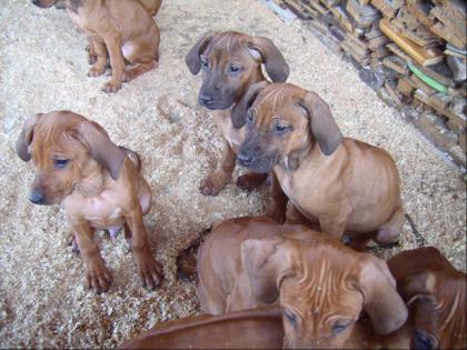 Rhodesian-Ridgeback-Welpen