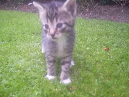 5 super süße Katzenbabys