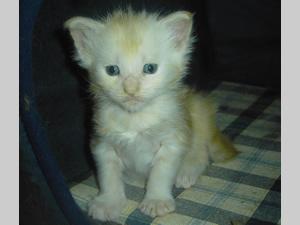 3 typvolle reinrassige Maine Coon Kitten