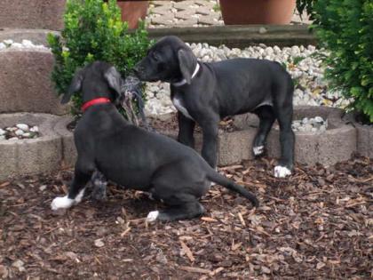 Deutsche Dogge Welpen, schwarz, mit Papiere abzugeben