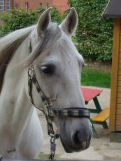 Suche Reitbeteiligung