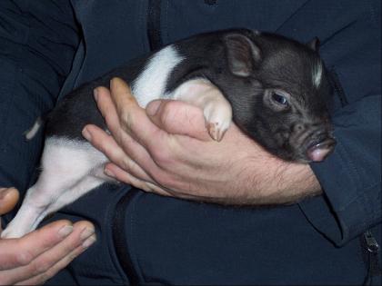 Minischwein Microschweine zu verk.