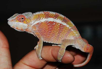 Biete Furcifer pardalis ambilobe  picasso