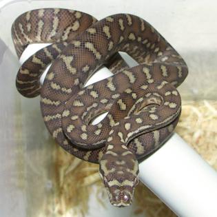 Baumpython. Bredli,kückennatter