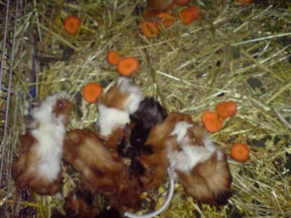 Rosetten . Meerschweinchen - Babys abzugeben