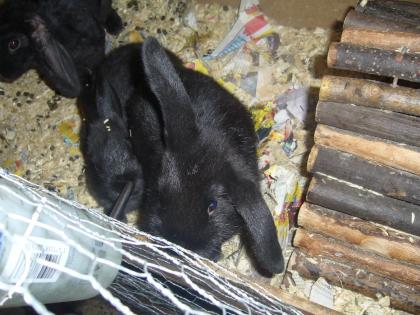 Drei süsse Zwergkaninchenbabys!!
