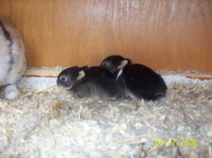 Löwenkopf/chineschicher zwergkaninchen