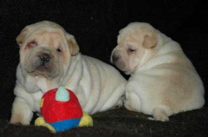 SHAR PEI  WELPEN