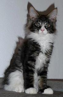 Maine Coon Kitten