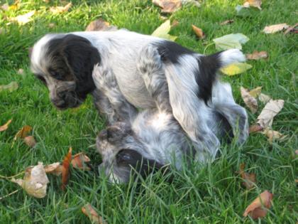 Ein- und mehrfarbige engl. Cocker-Spaniel Welpen