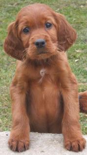 Irish Red Setter Jungrüde und Welpen abzugeben