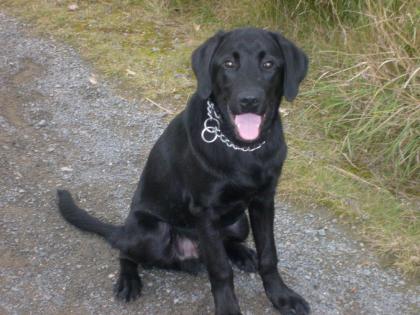 Verkaufe prächtigen Labradorwelpen Rüde