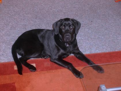Verkaufe prächtigen Labradorwelpen ( Rüde)