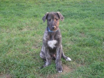 Irish Wolfhound Zwinger  Irish Giants  hat Welpen