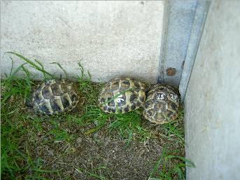 Verk. griechische landschildkröten