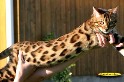 Bengalkatzen der neuen Generation    ..
