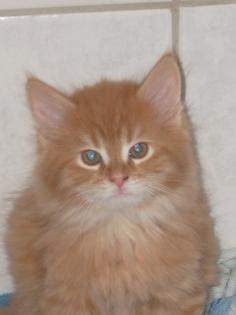 Maine Coon Katerchen in red tabby