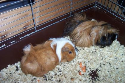 2 Meerschweinschwestern