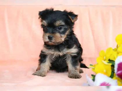 Süße Yorkshire Terrier Welpen aus liebevoller Hobbyzucht (DHS)